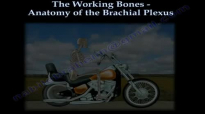 Anatomy of the Brachial Plexus  Everything You Need To Know  Dr. Nabil Ebraheim