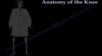 Anatomy Of The Knee  Everything You Need To Know  Dr. Nabil Ebraheim