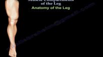 Muscle Compartments Of The Leg  Everything You Need To Know  Dr. Nabil Ebraheim