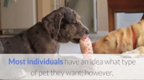 Choosing The Right Pet For You.mp4