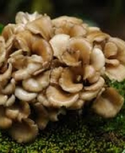 Benefits of herbs- Organic Mushroom Defense Blend